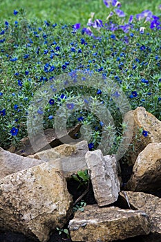 Anagallis is a genus of about 20-25 species of flowering plants