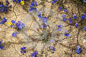 Anagallis monelli (blue pimpernel) blue wild flowers on the ground