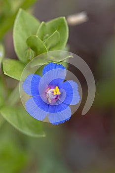 Anagallis monelli (blue pimpernel) flower