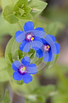 Anagallis monelli (blue pimpernel) flower