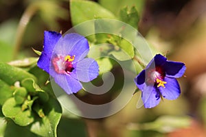 Anagallis monelli, commonly called blu pimpernel