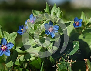 Anagallis Seeds - Blue Pimpernel. Unique bright gentian-blue flowers