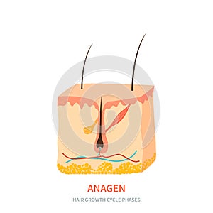Anagen hair growth phase in a skin cross section photo