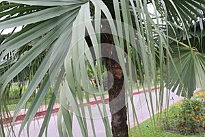 Anahaw tree plant on garden