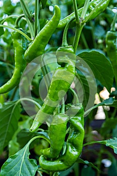 Anaheim pepper plant with peppers