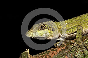 Anaimalai spiny lizard, Salea anamallayana, Agamidae at Anamudi shola National Park in Kerala, India