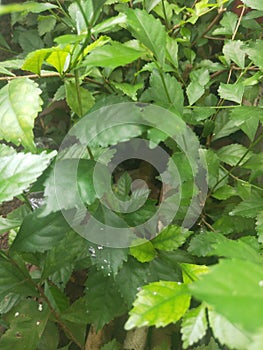 Anak nakal Wood  green sun