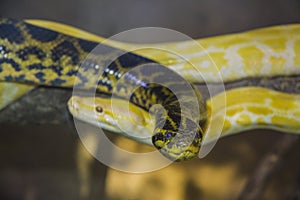 Anakonda and white python at the zoo