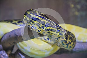 Anakonda and white python at the zoo