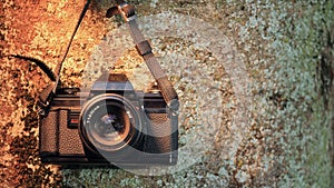 Analogue camera on tree trunk photo