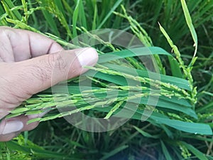 Lush Green Paddy Rice in Beautiful Human Hands