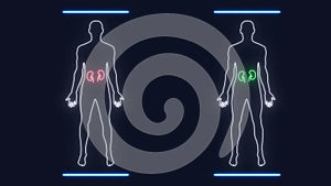 Analysis of Human Male Anatomy Scan on Futuristic Touch Screen Interface showing bones, organs, and neural network