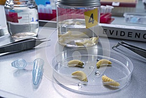 Analysis of larvae from corpse involved in murder in crime lab