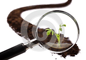 Analysis of a young plant with a magnifying glass