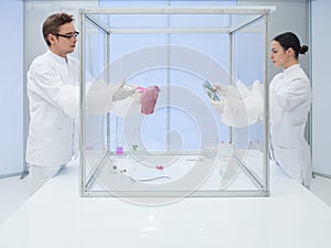 Analyzing biological matter in sterile chamber photo