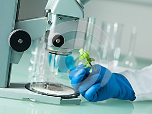 Analyzing a plant under the microscope