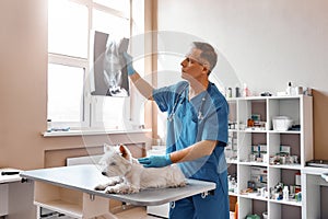 Analyzing the result. Male veterinarian in work uniform is looking at the x-ray with small dog while working in the