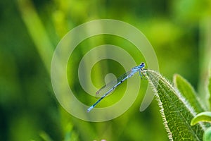 Anamorphic blue dragonfly Arrow Southern Coenagrion mercuriale
