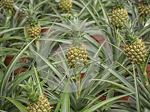 Anana Ananas Corona. Small baby pineapple growing up with green background