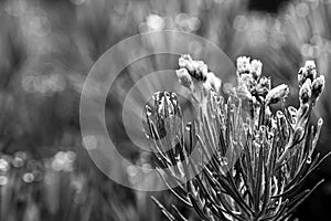 Anaphalis Javanica /Edelweis flower from Papandayan mountain Black and white photo