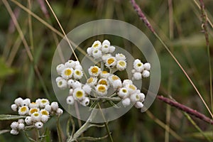 Anaphalis margaritacea Blossoming flowers white and yellow pollen