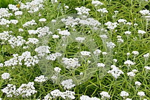 Anaphalis margaritacea western pearly everlasting white flowers