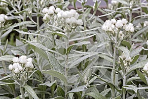 Anaphalis triplinervis flowers closeup