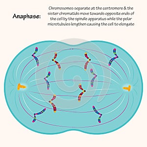 Anaphase of mitosis vector photo