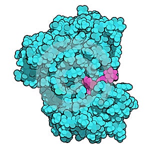 Anaplastic lymphoma kinase (ALK, tyrosine kinase domain) protein. Shown in complex with the inhibitor crizotinib. 3D rendering photo