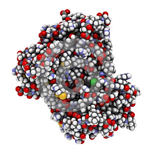 Anaplastic lymphoma kinase (ALK, tyrosine kinase domain) protein. Shown in complex with the inhibitor crizotinib. 3D rendering photo