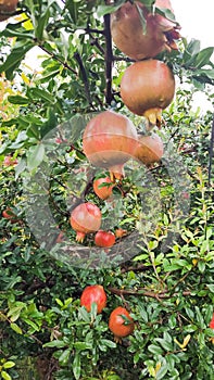 Anar fruit vegetables india