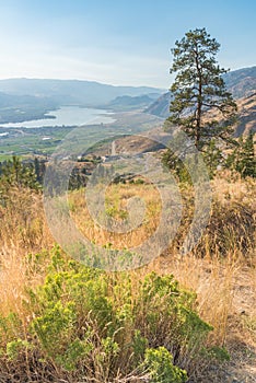 Desert plants ponderosa pine and view of Osoyoos from Anarchist Mountain photo