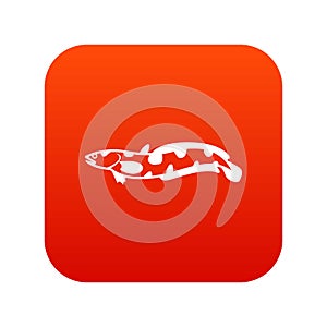 Anarhichas fish icon digital red