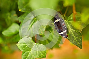 Anartia fatima, black red butterfly sitting on the green leaves in the nature habitat. banded peacock, is a butterfly in Costa