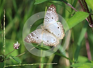 Anartia jatrophae antennae tip yellow dots photo