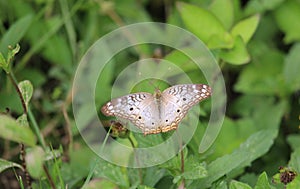 Anartia jatrophae butterfly with open wings