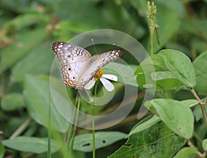 Wild and nutritive habitat for a white peacock butterfly