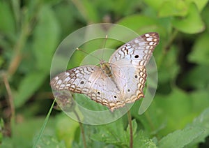 White peacock characteristic black dots photo