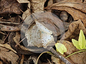 Is it a leave? No. It is a butterfly. photo