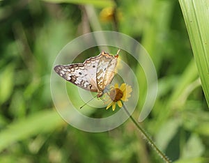 Anartia jatrophae feeding. Trying a different angle view.