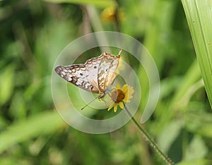 Anartia jatrophae feeding. Trying a different angle view. photo