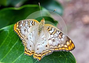 Anartia jatrophae