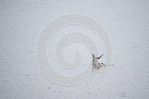 Anas acuta drake, male, dabbling alone on lake. UK.