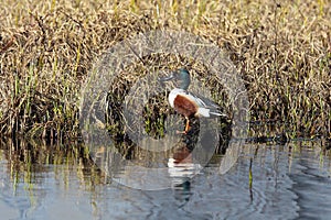 Anas clypeata. The male Northern Shoveler on a spring day in Siberia