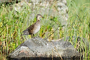 Anas crecca, Common Teal.