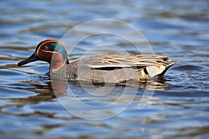 Anas crecca, Common Teal.