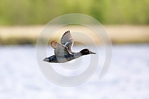 Anas crecca. The Drake of Common Teal flies over the water in northern Russia