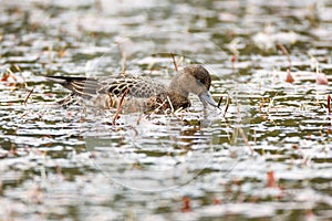 Anas penelope, Eurasian Wigeon.