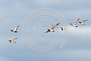 Anas penelope, Eurasian Wigeon.