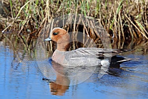 Anas penelope. The male of Eurasian Wigeon in the Arctic zone of Russia